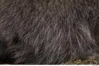 raccoon fur 0011